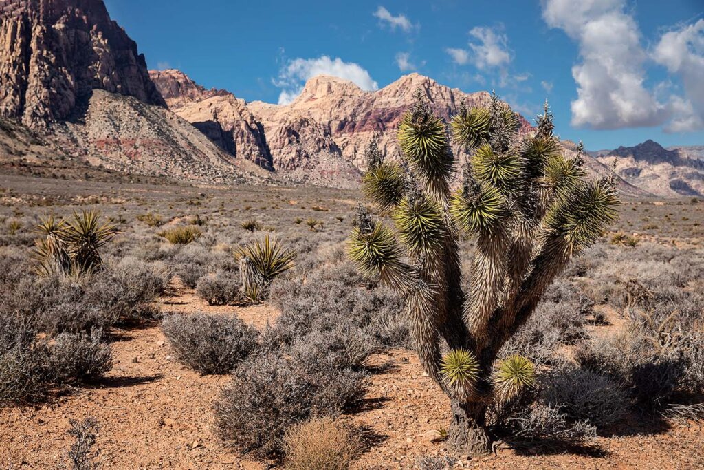 Red Rock National Conservation Area